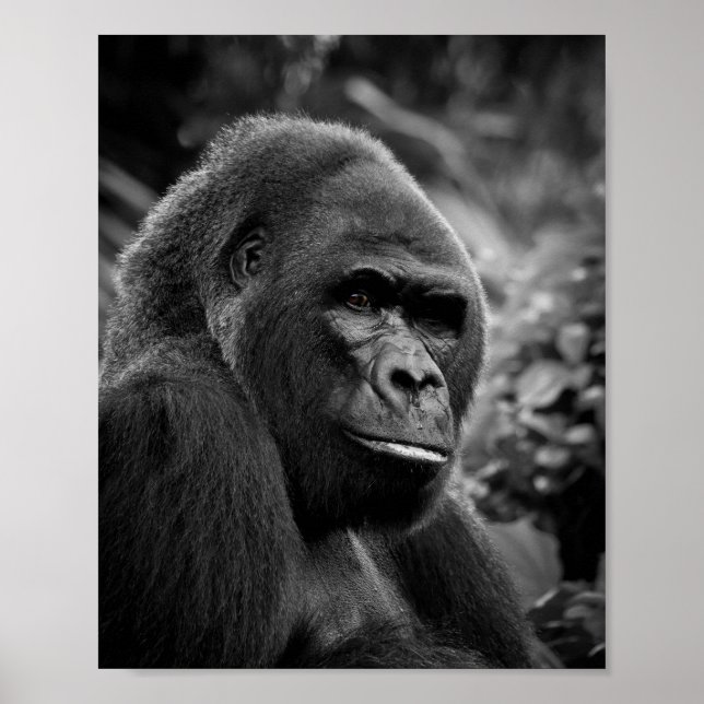 Gorilla Close Up Black And White Portrait Poster (Front)