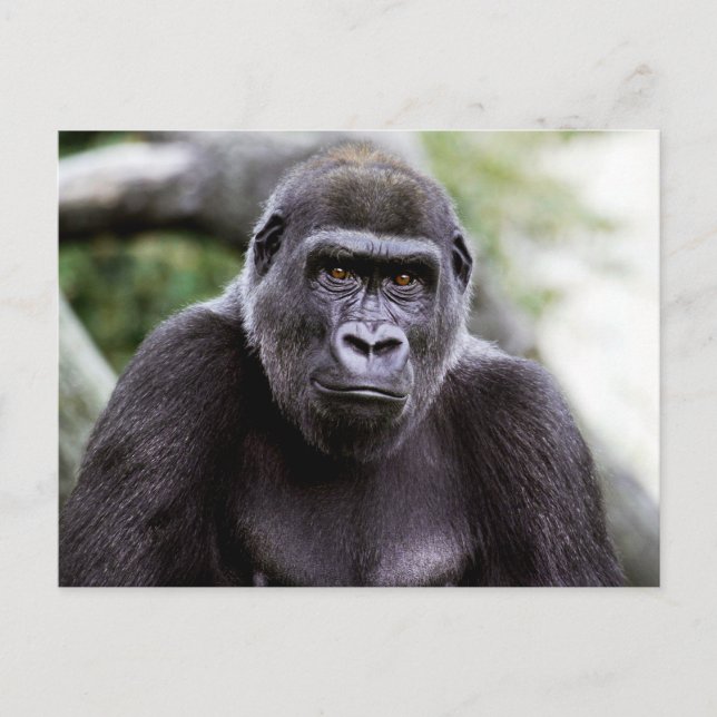 Gorilla Close-up Portrait Photo Postcard (Front)