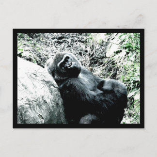 Gorilla Diva Postcard