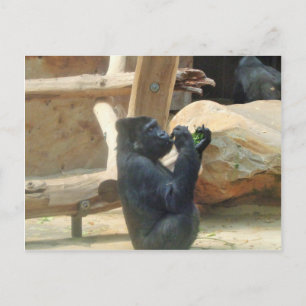 Gorilla eating his lunch, Animal, Wildlife, Ape Postcard