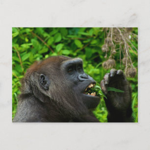 Gorilla Eating Salad Postcard