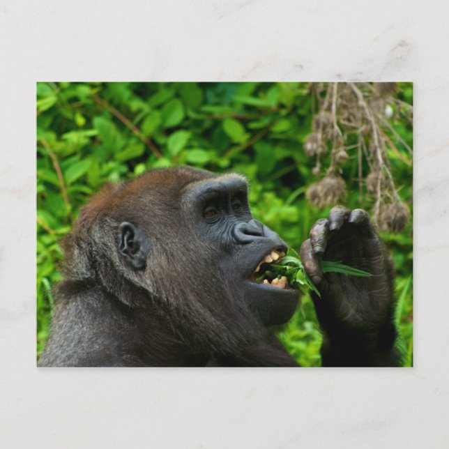 Gorilla Eating Salad Postcard (Front)