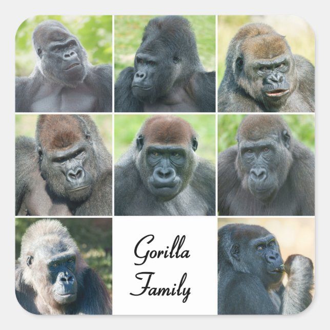 Gorilla Family Square Sticker (Front)