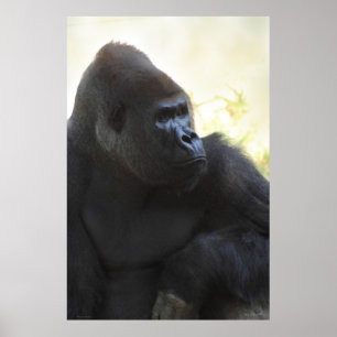 Gorilla Gaze Poster -40x60 -other sizes available