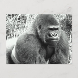 Gorilla in Black and White Postcard