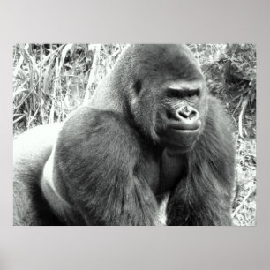 Gorilla in Black and White Poster