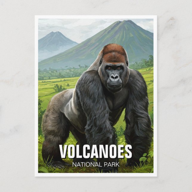 Gorilla in Volcanoes National Park Rwanda Travel Postcard (Front)