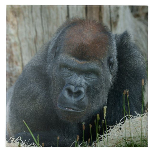 Gorilla Lope's Chill Time  Tile (Front)