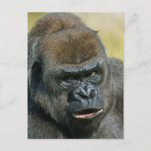 Gorilla Mother Postcard