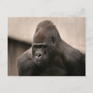 Gorilla Oscar 8645 Postcard