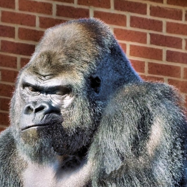 GORILLA PHOTO PRINT (Creator Uploaded)