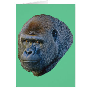 Gorilla Picture