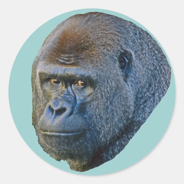 Gorilla Picture Classic Round Sticker (Front)