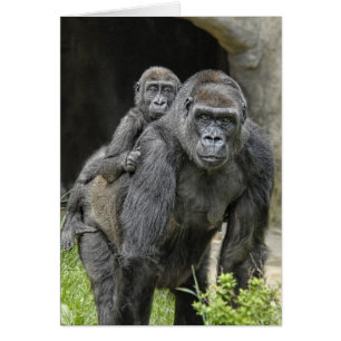 Gorilla "Piggyback" mum and baby #1
