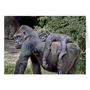 Gorilla "Piggyback" mum and baby #2