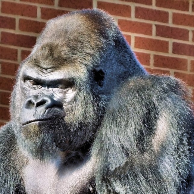 GORILLA PLANNER (A photographic design of a cute thoughtful gorilla.)