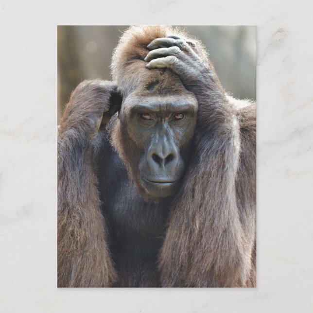Gorilla Pose Postcard (Front)