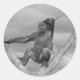 Gorilla Posing On A Tree Classic Round Sticker