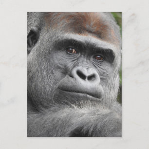 Gorilla Postcard