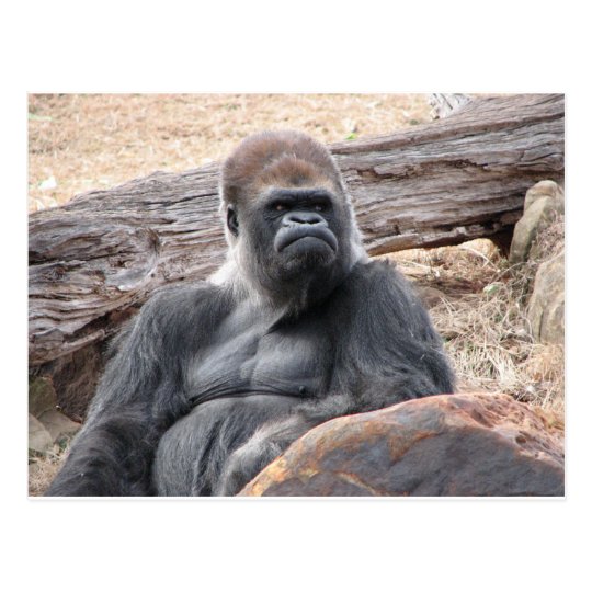 gorilla postcard