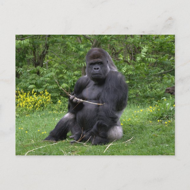 Gorilla Postcard (Front)