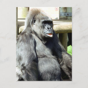 GORILLA POSTCARD