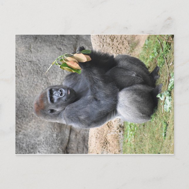 Gorilla Postcard (Front)