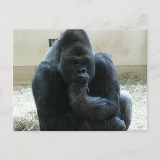 Gorilla Postcard