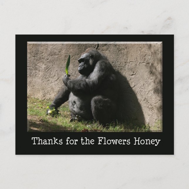 Gorilla Postcard (Front)