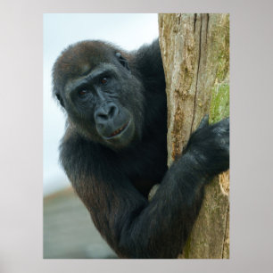 Gorilla Poster