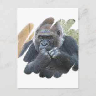 Gorilla Primate Postcard