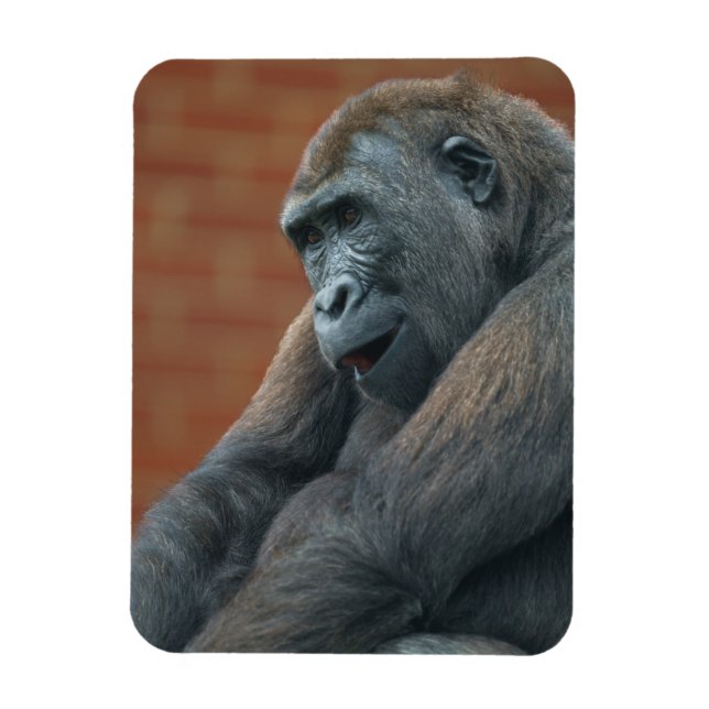 Gorilla Shufai Magnet (Vertical)