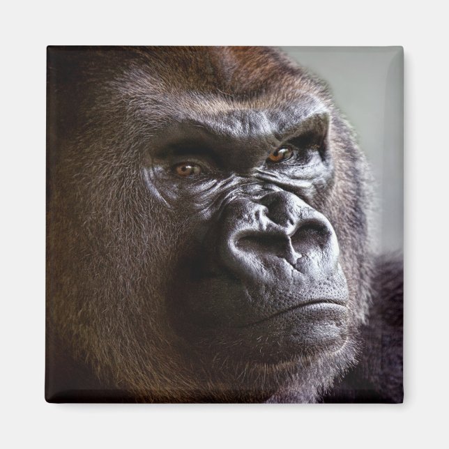 Gorilla Silverback Magnet (Front)