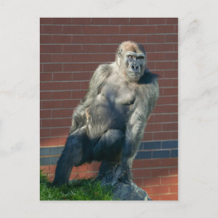 Gorilla Sitting On A Rock Postcard