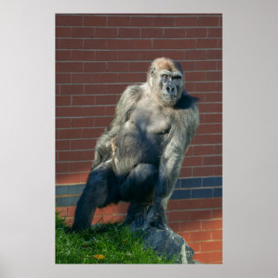 Gorilla Sitting On A Rock Poster