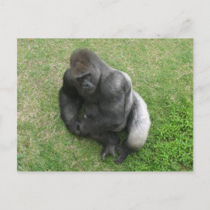 Gorilla Stare Postcard