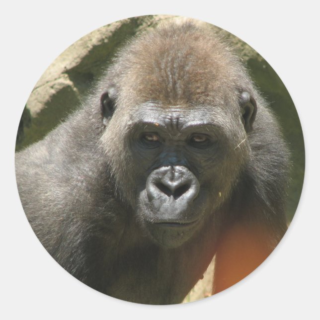 Gorilla Stickers (Front)