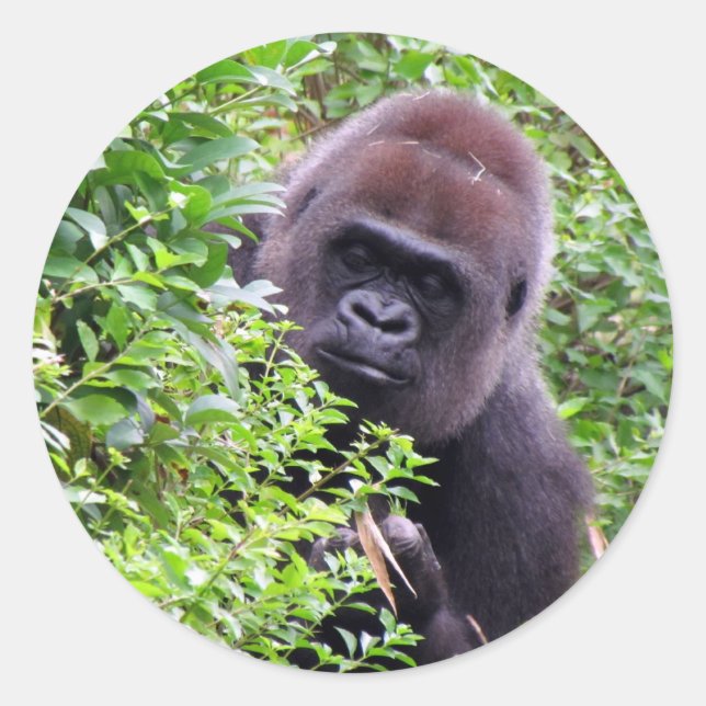 Gorilla Stickers (Front)