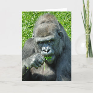 GORILLAS CARD