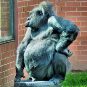 GORILLAS CARD