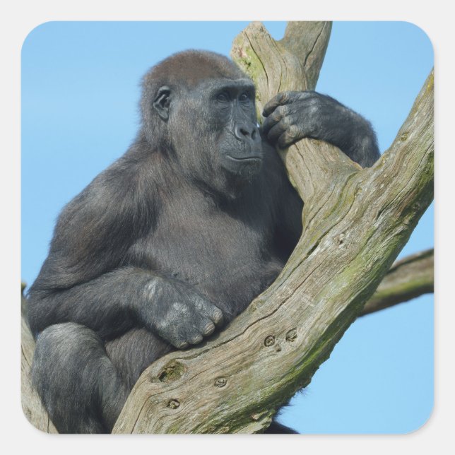 Gorilla's Tranquil Tree Perch Square Sticker (Front)