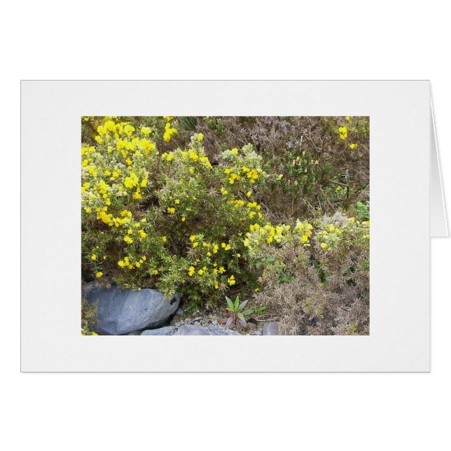 Gorse and Rocks (Front Horizontal)