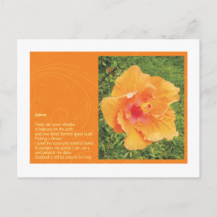 Gorse Postcard
