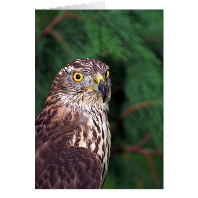 Goshawk (Front)