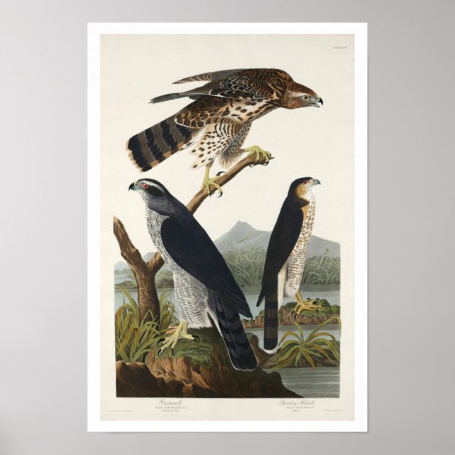 Goshawk and Stanley Hawk by Audubon Poster (Front)
