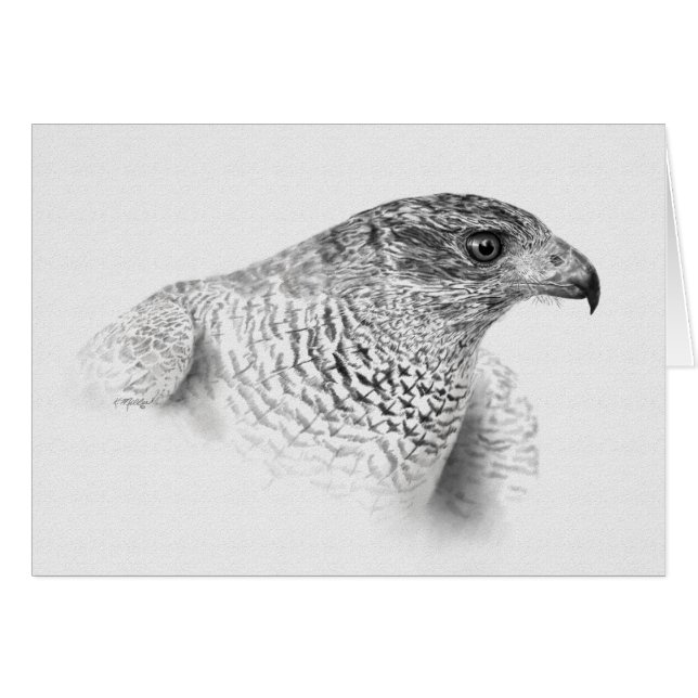 Goshawk Drawing (Front Horizontal)