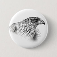Goshawk Drawing