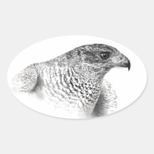 Goshawk Drawing Oval Sticker