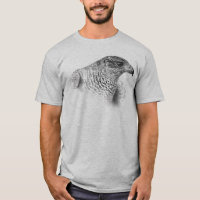 Goshawk Drawing