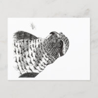 GOSHAWK